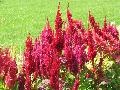 Plumed Celosia / Celosia argentea var. plumosa